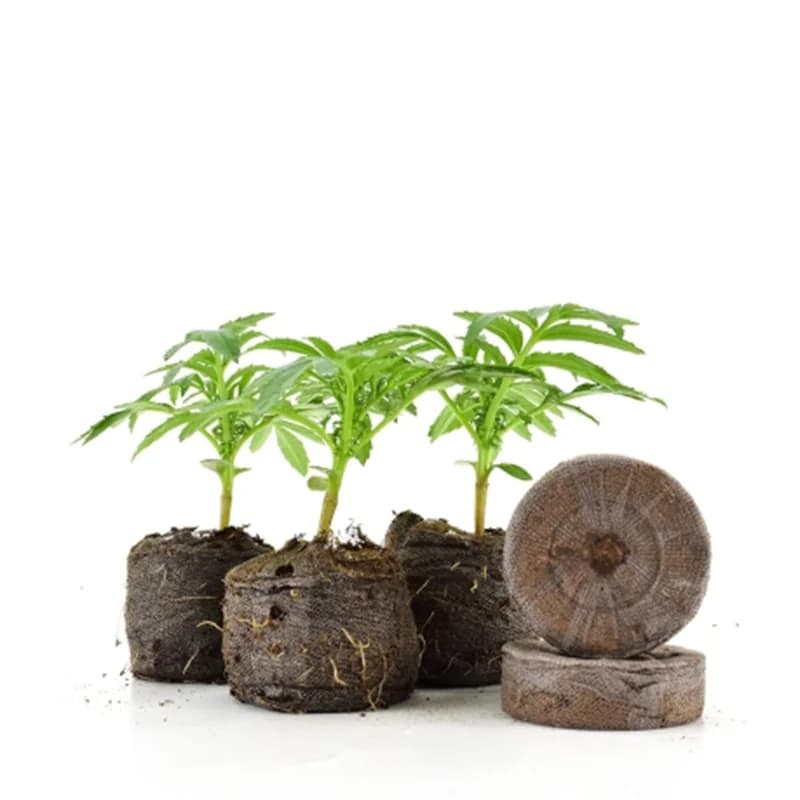 Pastilla turba Jiffy 39 mm para siembra y esquejes - Imagen 3