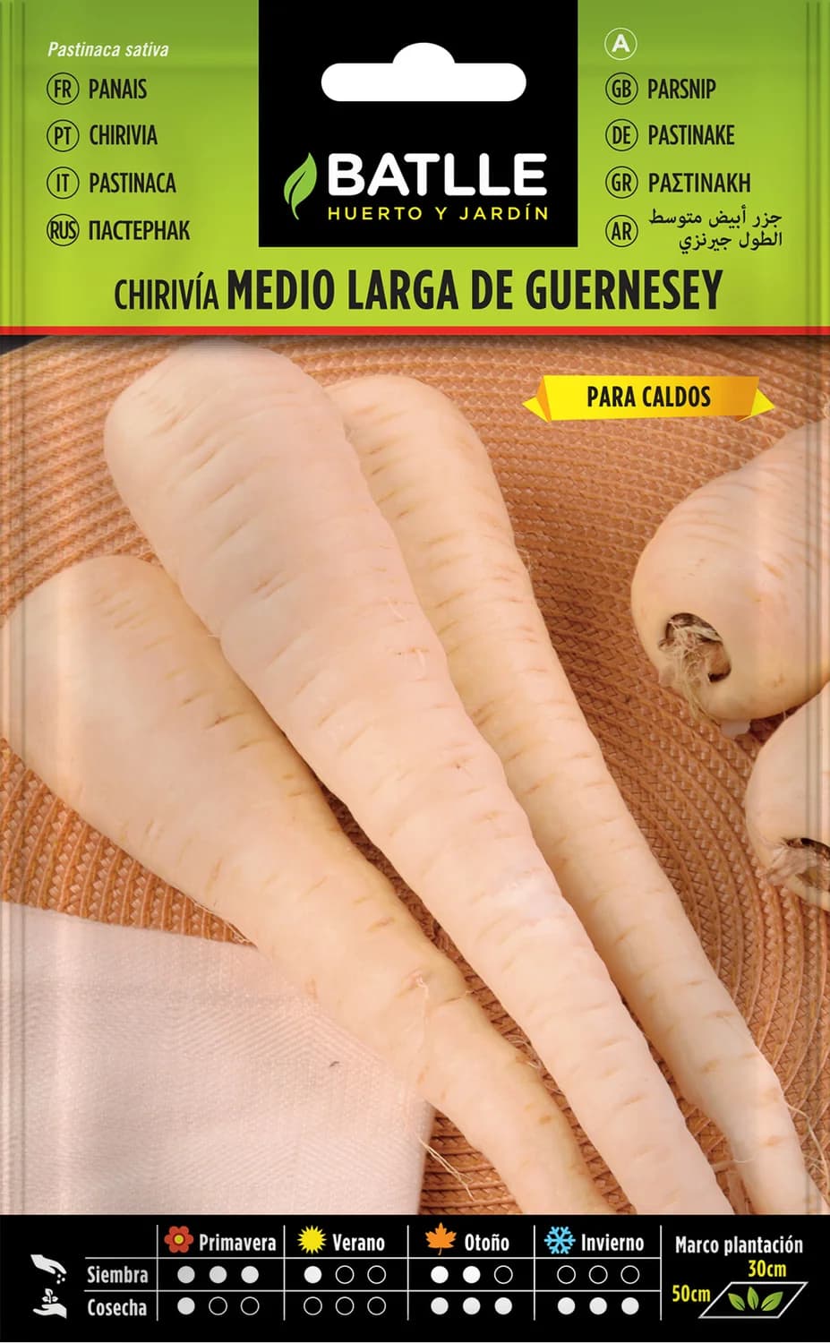 Semillas chirivía Guernesey de raíz larga y carnosa