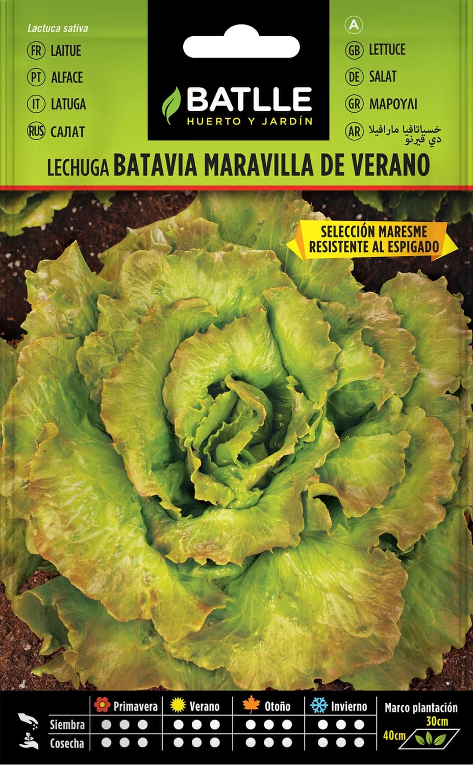 Semillas lechuga Marv Verano MARESME