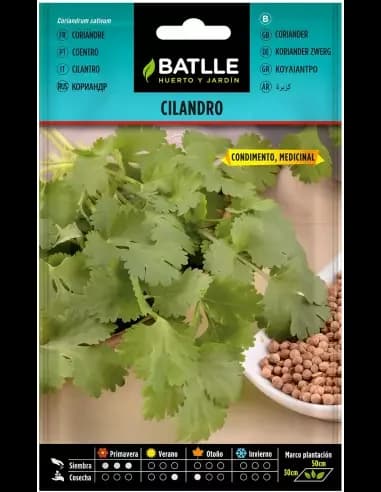 Semillas de cilantro Coriandrum sativum