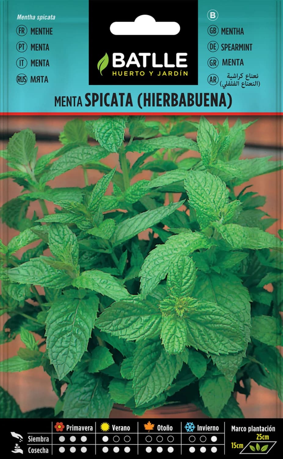 semillas menta spicata de hierbabuena