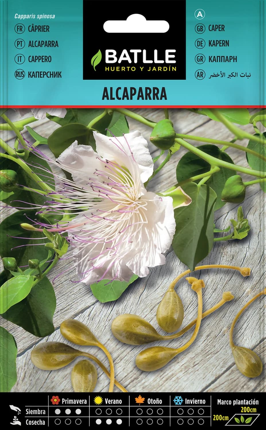 Semillas de alcaparra para sol y cultivo aromático