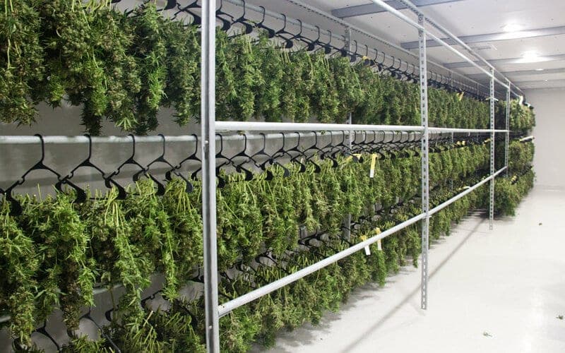Cómo secar la marihuana, curarla y almacenarla