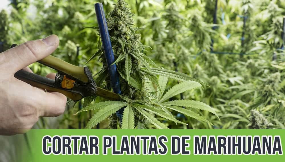 Cuando cortar las plantas de Marihuana