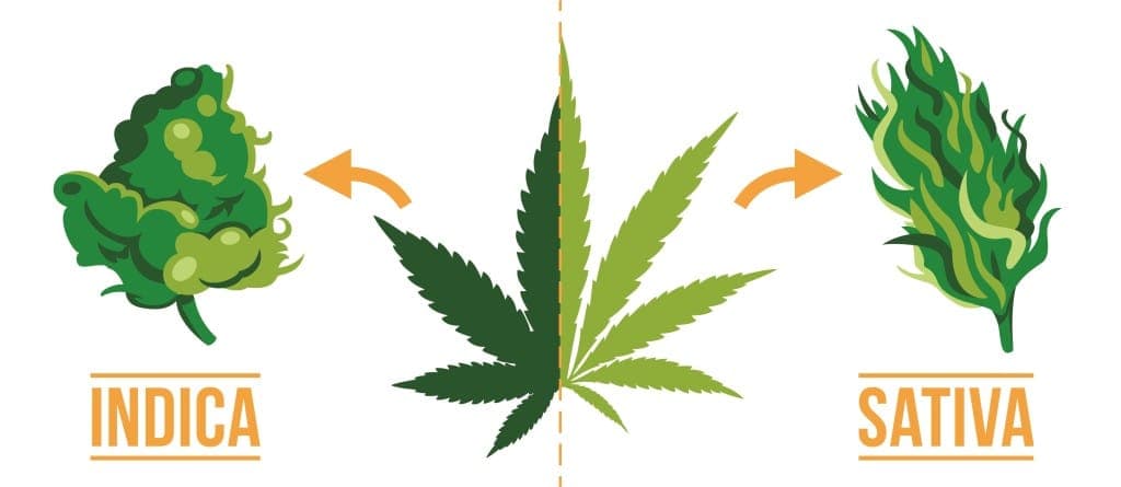 Diferencias entre Marihuana Indica y Sativa