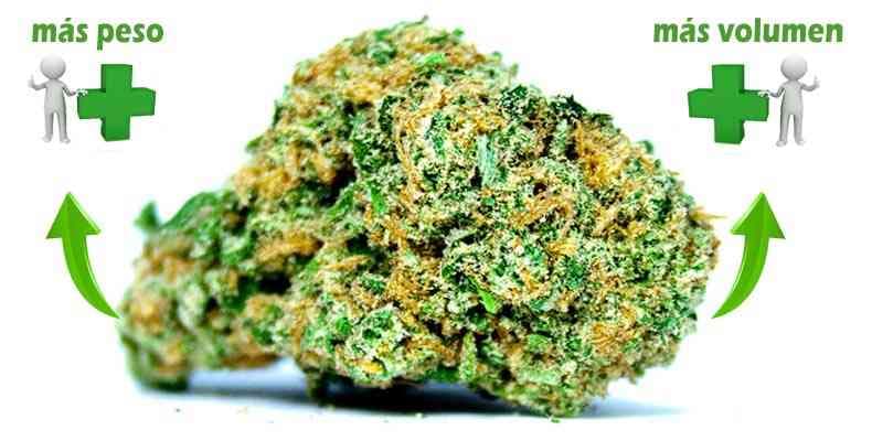 Como engordar cogollos de Marihuana