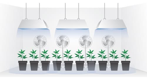 Problemas de un Interior: Cultivo y Cómo Solucionarlos