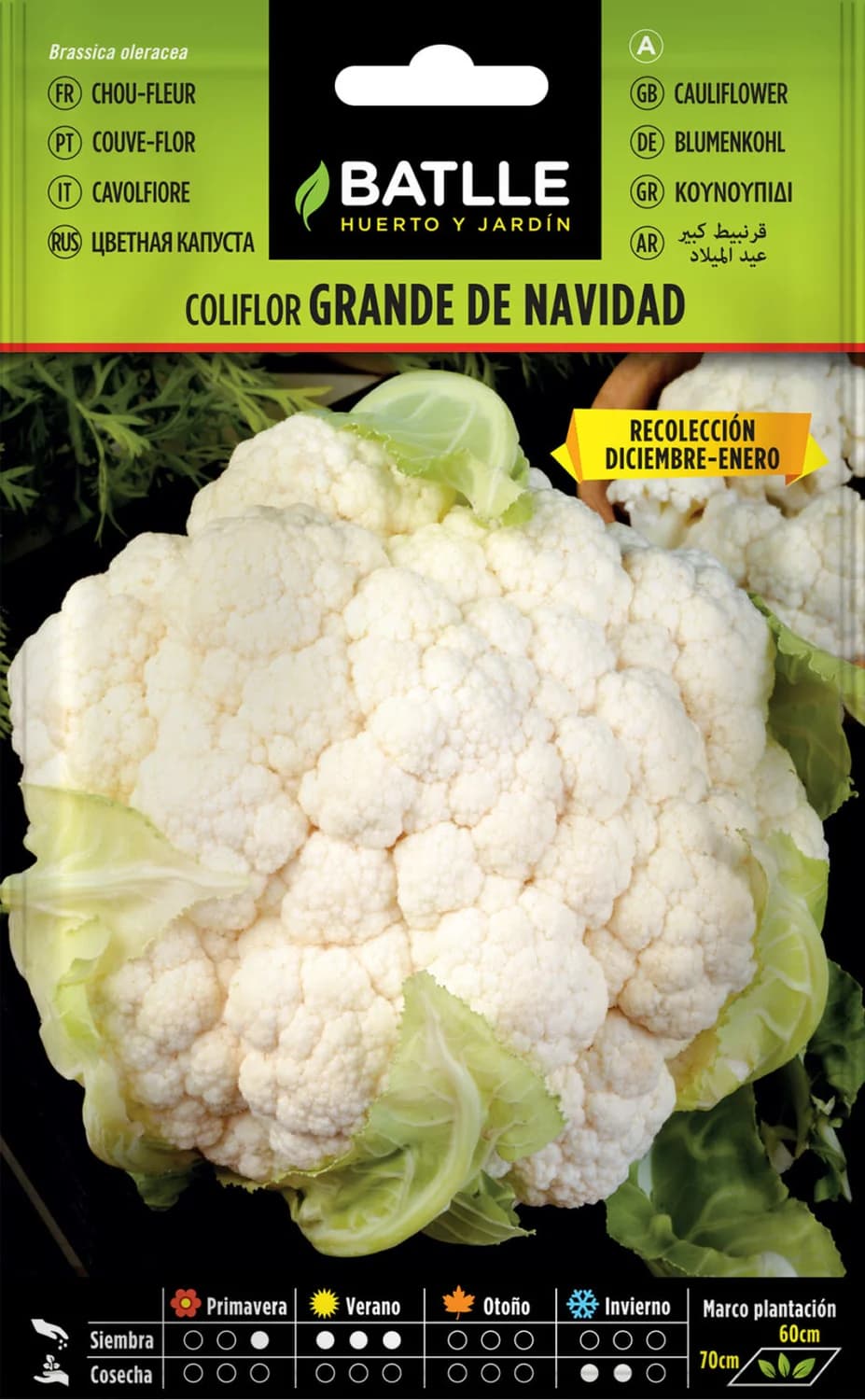 Semillas coliflor grande Navidad para recolección diciembre-enero