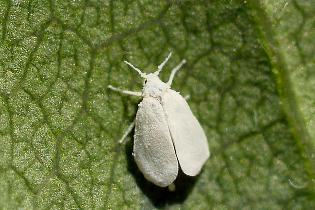 Mosca blanca